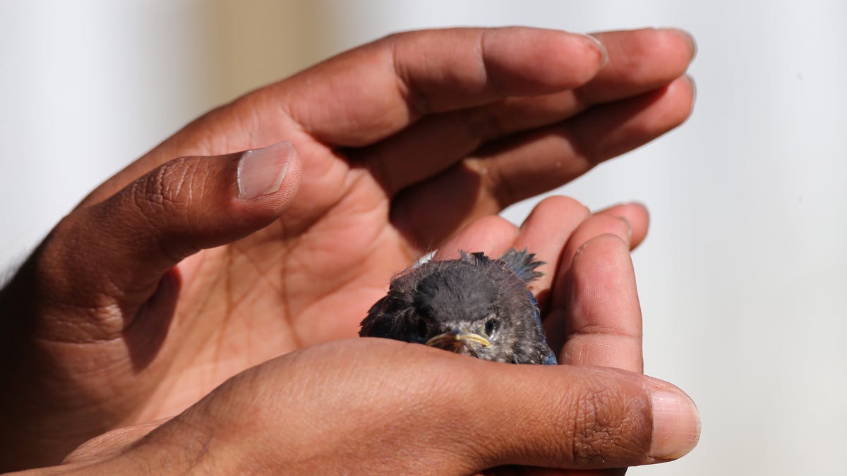What to Do If You Find a Baby Bird