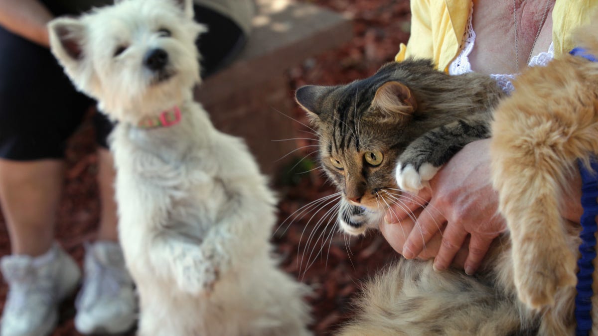What You Should Know Before Adopting A Cat Or Dog According To Reddit