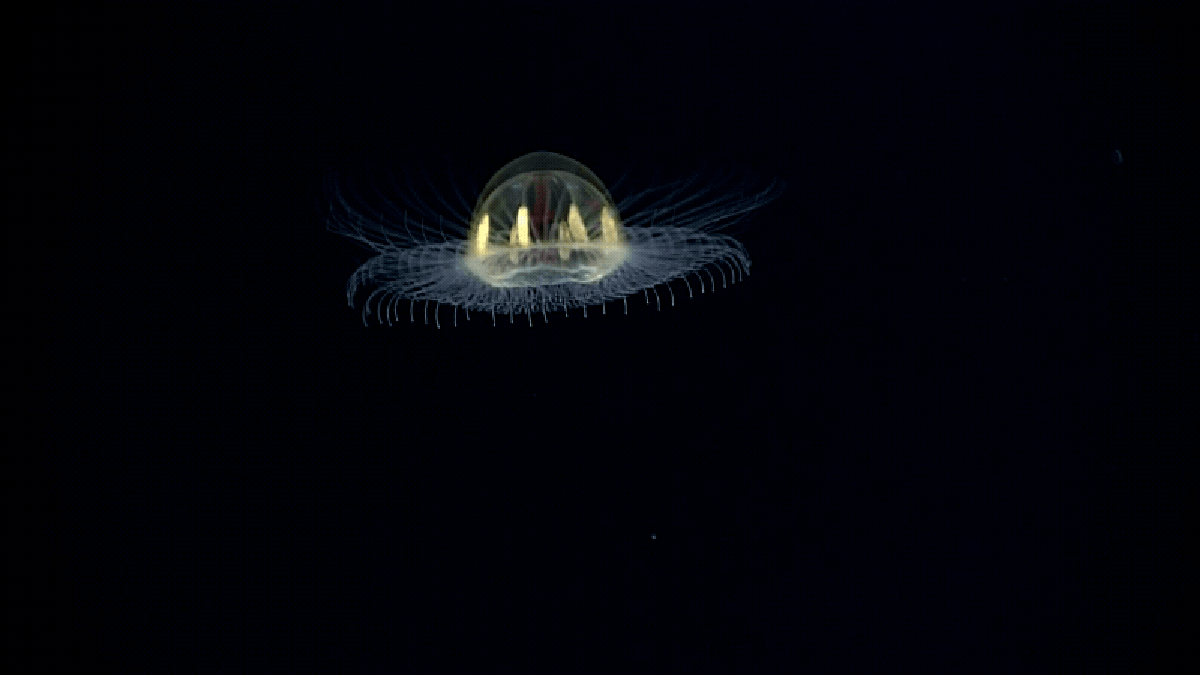 weird jellyfish burly men at sea