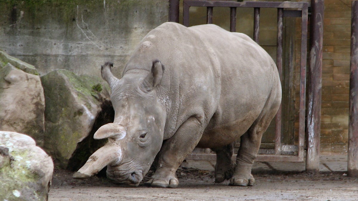 Zoos Are So Afraid Of Poachers They Re Starting To Cut The Horns Off Their Rhinos