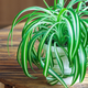 Image for article titled These Houseplants Don't Need Pots With Drainage