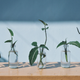 Photograph of five glass bottles filled with water, sitting on a light brown wood surface in front of a light blue background. Each bottle holds a leafy plant cutting.