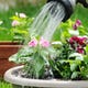 illustratie voor artikel getiteld Hoe buiten planten in leven te houden tijdens een droogte