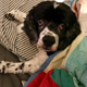 Illustration for article titled Just Some Nice Pictures of Our Pets to Look at For No Particular Reason
