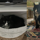Illustration for article titled Just Some Nice Pictures of Our Pets to Look at For No Particular Reason