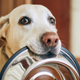 Illustration for article titled These Brands of Dog Food Have Been Recalled