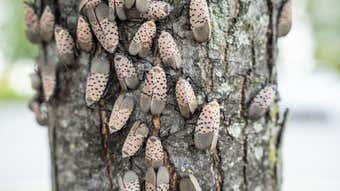 Image for Spotted Lanternflies Innocent???