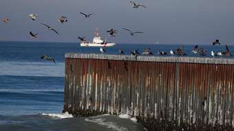 Image for El Niño Is Here and It's Taking the Heat for the Death of 300 Wild Birds in Mexico