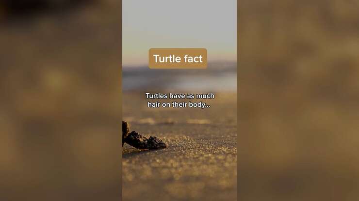 Image for Turtle Fact: Did You Know?