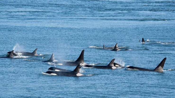 Image for Orcas Explain Why They Are Attacking Boats