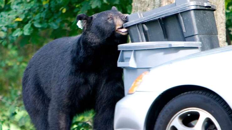 Image for A Canadian Black Bear Broke into a Car and Drank 69 Cans of Soda