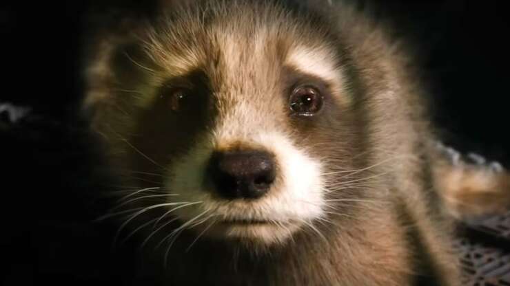 Image for PSA: Animal Lovers, Brace Yourselves For Guardians Of The Galaxy, Vol. 3