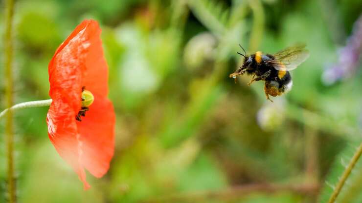 Image for Slightly Lost Bumblebees Use Scent to Find Their Way Home