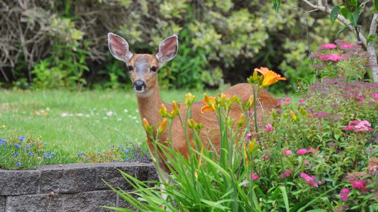 Image for This Is the Only Effective Way to Keep Deer Out of Your Garden