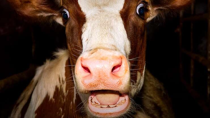 Image for The Lighter Side Of The Meatpacking Industry