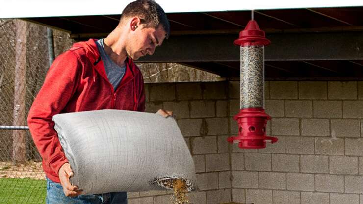 Image for Baseball Coach Pours Sack Of Sunflower Seeds Into Dugout Tube Feeder