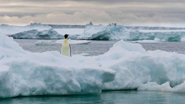 Image for Record-Low Ice Levels in Antarctica Killed Thousands of Penguin Chicks, Study Says