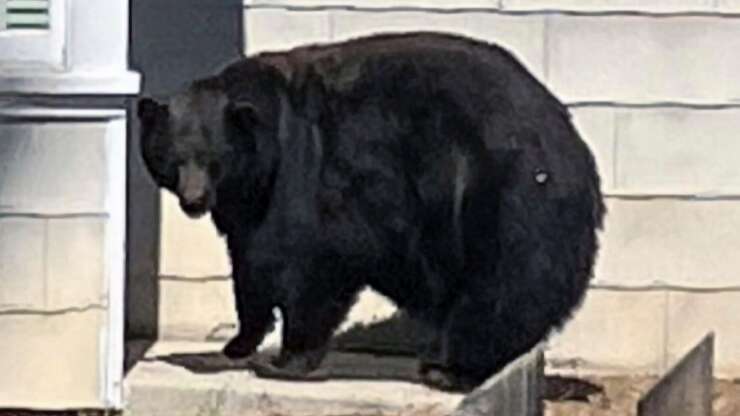 Image for A Mother Bear Named 'Hank the Tank' Broke Into 21 Homes Before Getting Caught