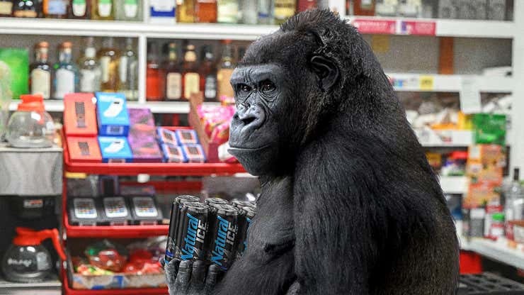 Image for Scientists Successfully Teach Gorilla To Buy Beer For Underage Teens