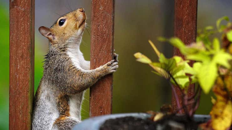Image for The Best Ways to Keep Squirrels Out of Your Potted Plants