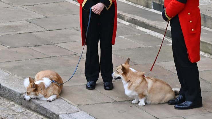 Image for Royal Corgis Update: They're Now Getting Visits From the Queen's Ghost