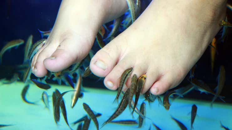 Image for Fuck ‘Fish Pedicures’