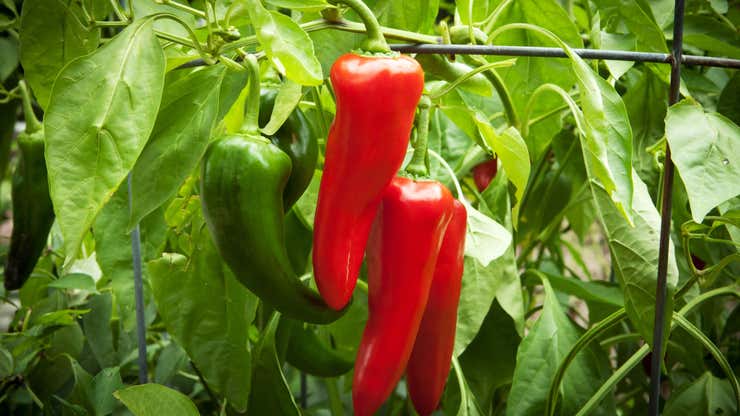 Image for How to Overwinter Your Pepper Plants