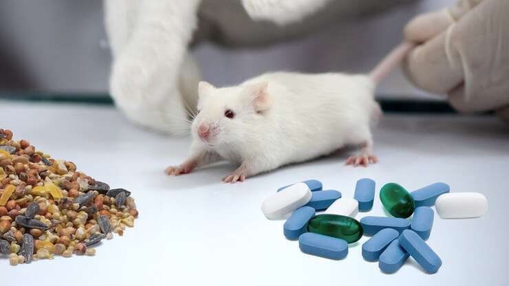 Image for Researchers Train Mice To Choose Between Life-Saving Medications And Other Essentials