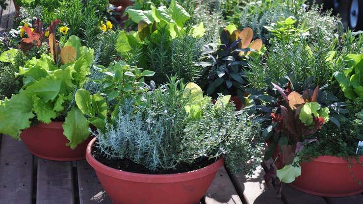 Image for 5 Questions to Ask Before Planting Your Herb Garden