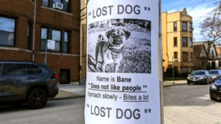 Image for Lost Dog Poster More Of A Warning To Avoid Dog