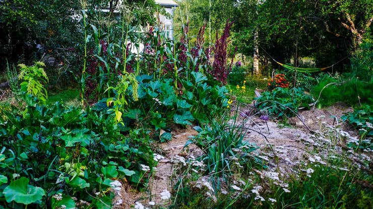 Image for How to Grow a Permaculture Food Forest in Your Yard (and Why You Should)