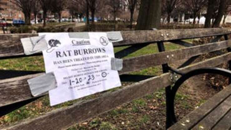 Image for New Yorkers Describe Their Worst Experiences With Rats