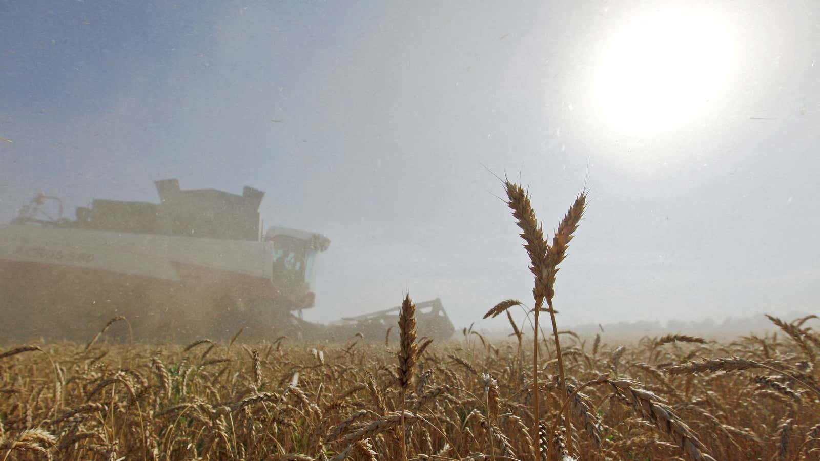 A combine harvests wheat in a field in the settlement of Sredniy in Russia.