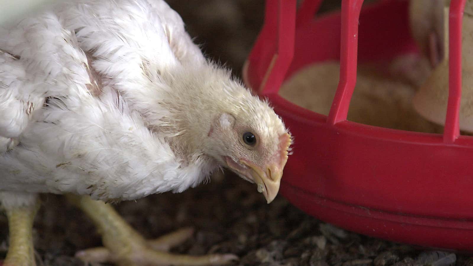 Less antibiotics in more chicken.