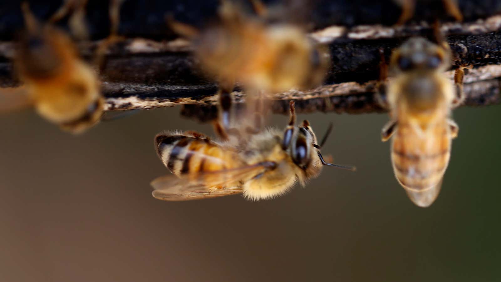 Sulfoxaflor impairs bees’ ability to reproduce.