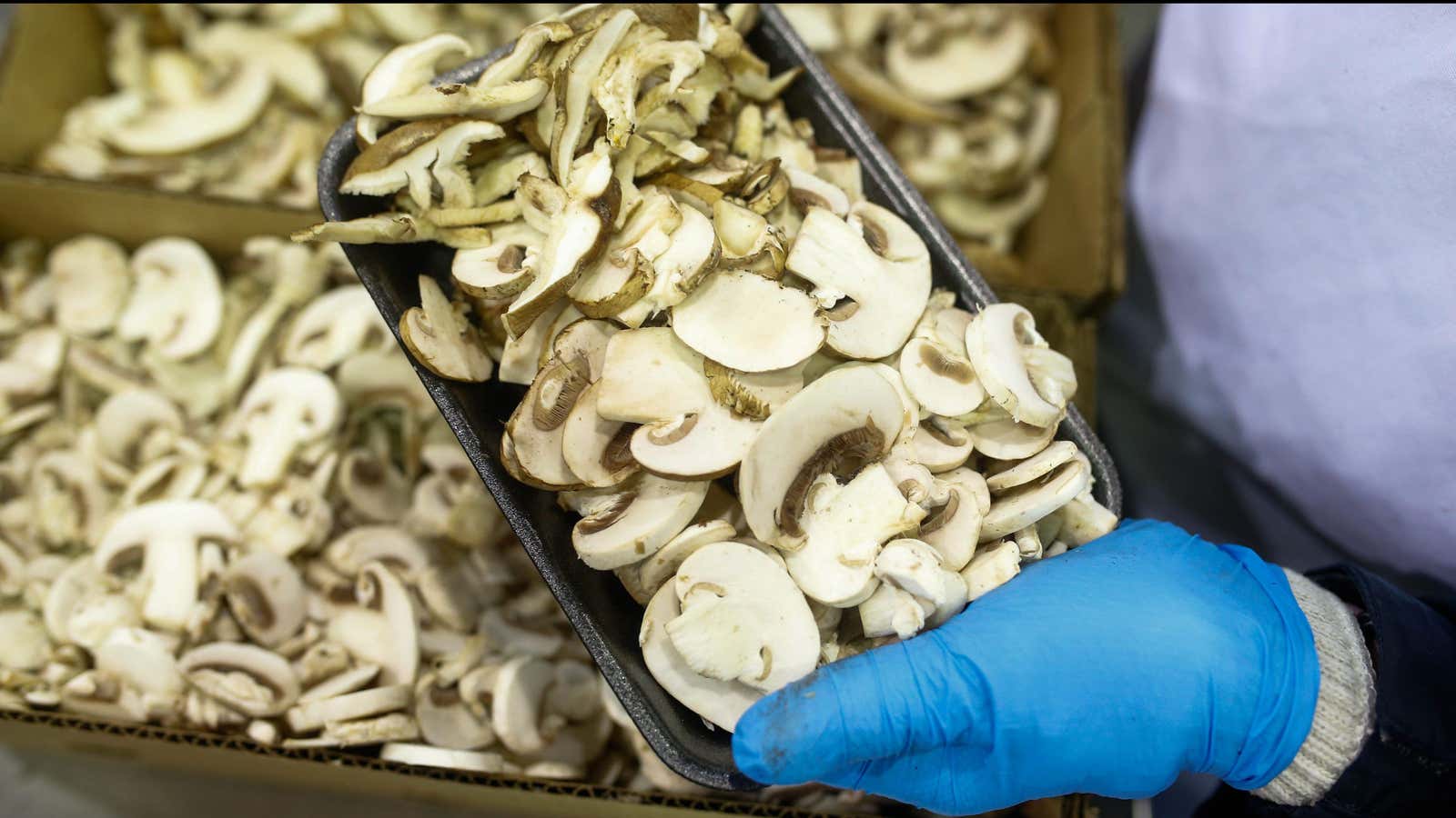 A farm worker packages commercial mushrooms.