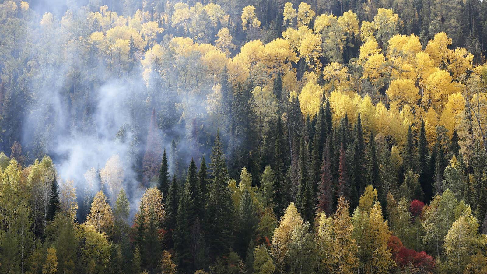 A forest on the bank of the Yenisei River. Siberia is one of the least densely populated places on Earth.