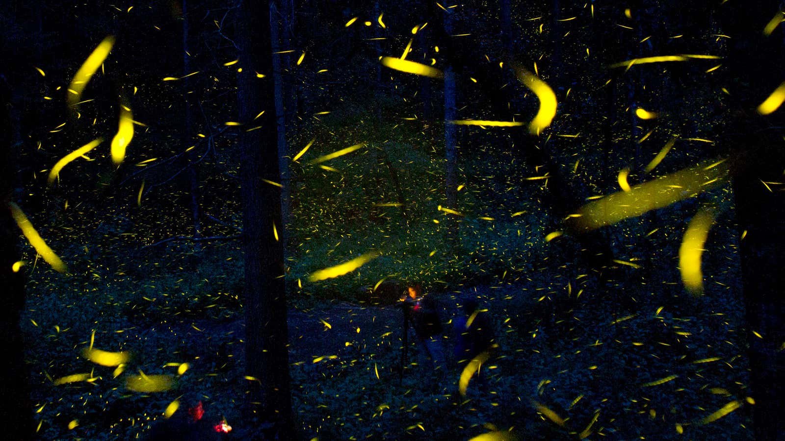 FILE – In this July 21, 2016 file photo, fireflies seeking mates light up in synchronized bursts as photographers take long-exposure pictures, inside Piedra Canteada, a tourist camp cooperatively owned by 42 local families, inside an old-growth forest near the town of Nanacamilpa, Tlaxcala state, Mexico. The families purchased the 1560-acre (630-hectare) tract of land from a private owner in 1990 and began offering camping and forest visits, while continuing to exploit the logging quota authorized by the government. Only in 2011, did they realize the potential draw of the local firefly population, and begin advertising nighttime viewing tours. (AP Photo/Rebecca Blackwell, File)