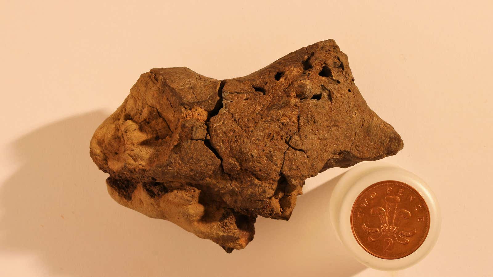A fossilized dinosaur brain, easily mistakable for a rock.