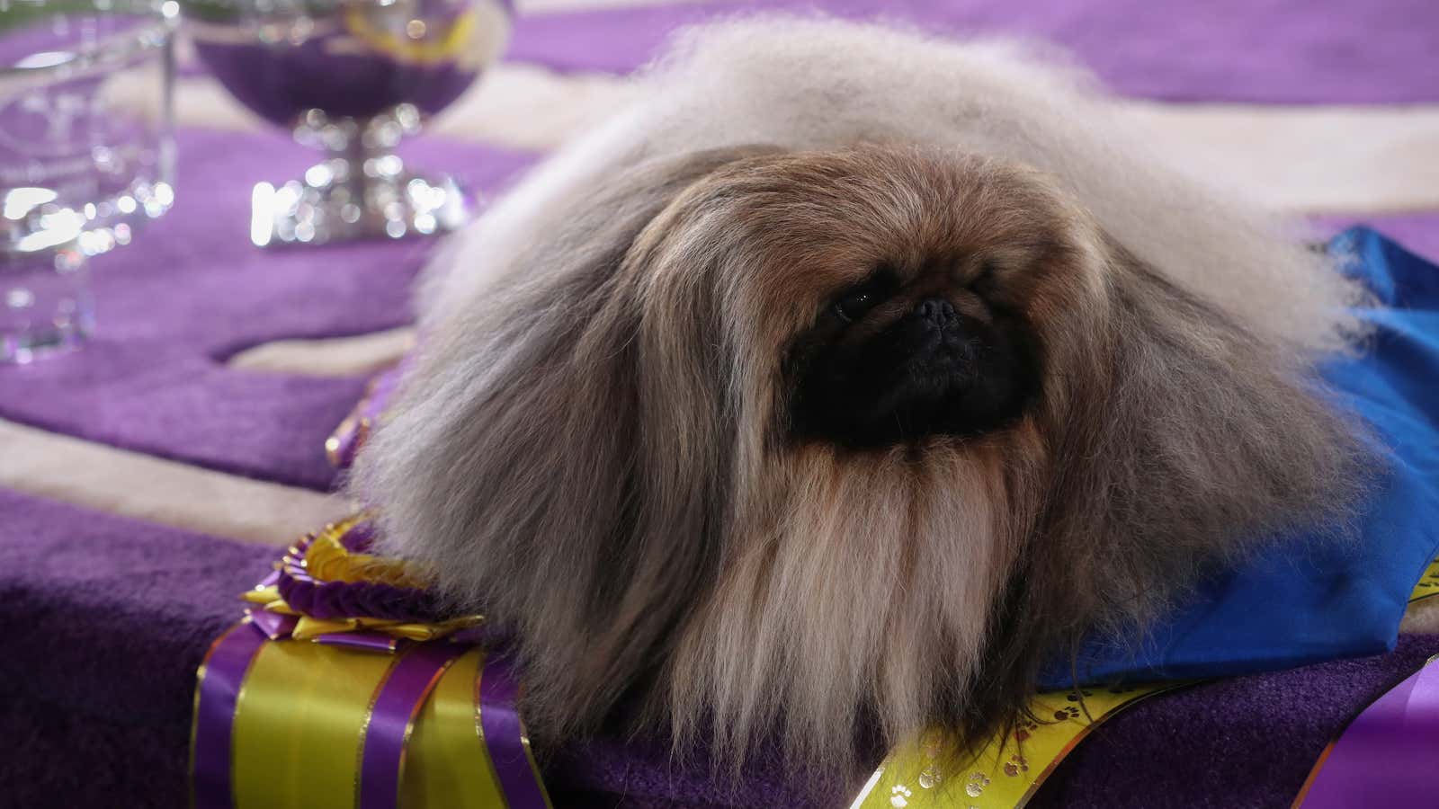 Wasabi the Pekingese has the heart of a Westminster champion.