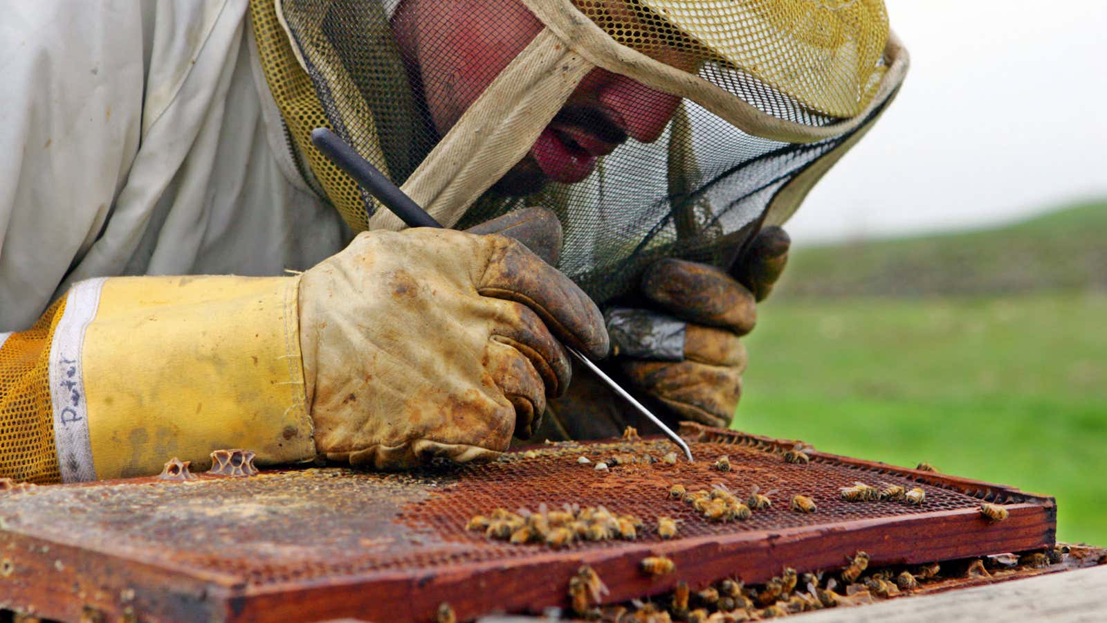 Outlawing a type of insecticides is not a panacea.