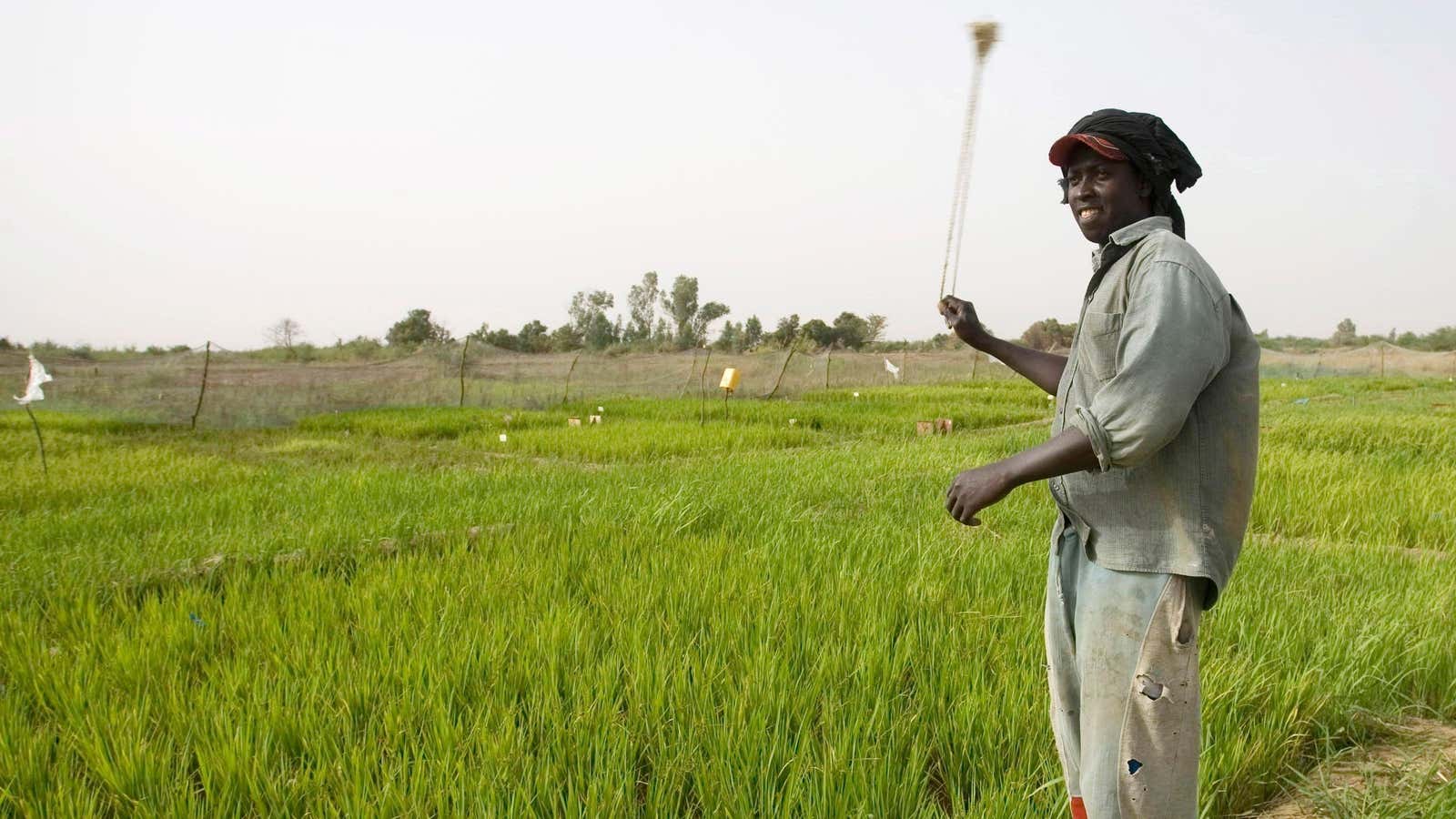 Rice farmers in Senegal may be able to diversify their crops if demand for fonio increases.