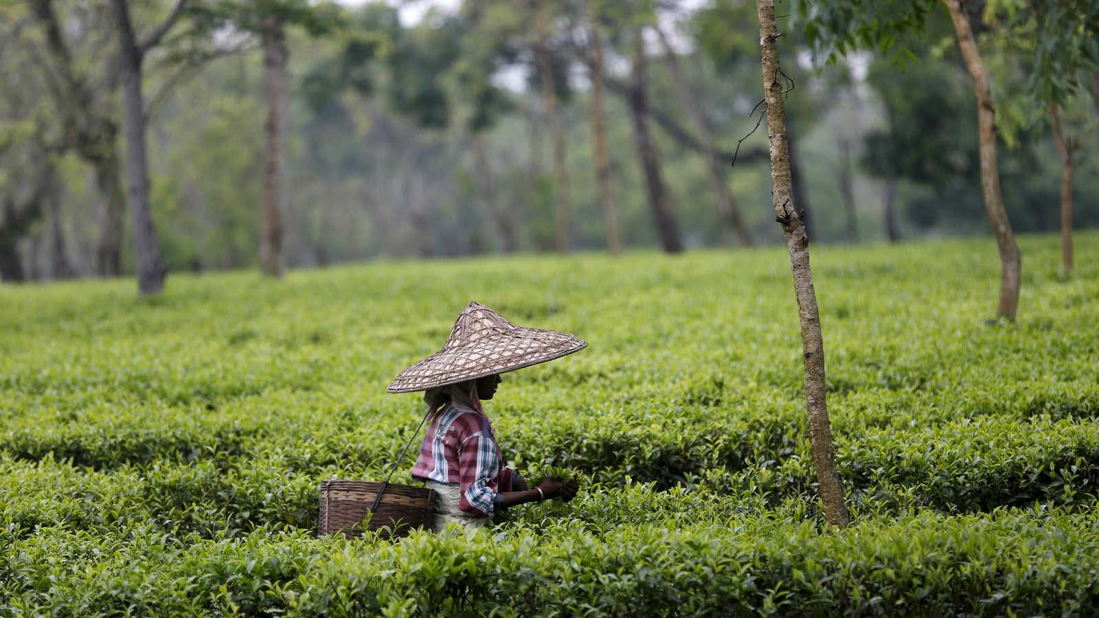 Starbucks and Unilever are sourcing tea from plantations linked to rights abuse