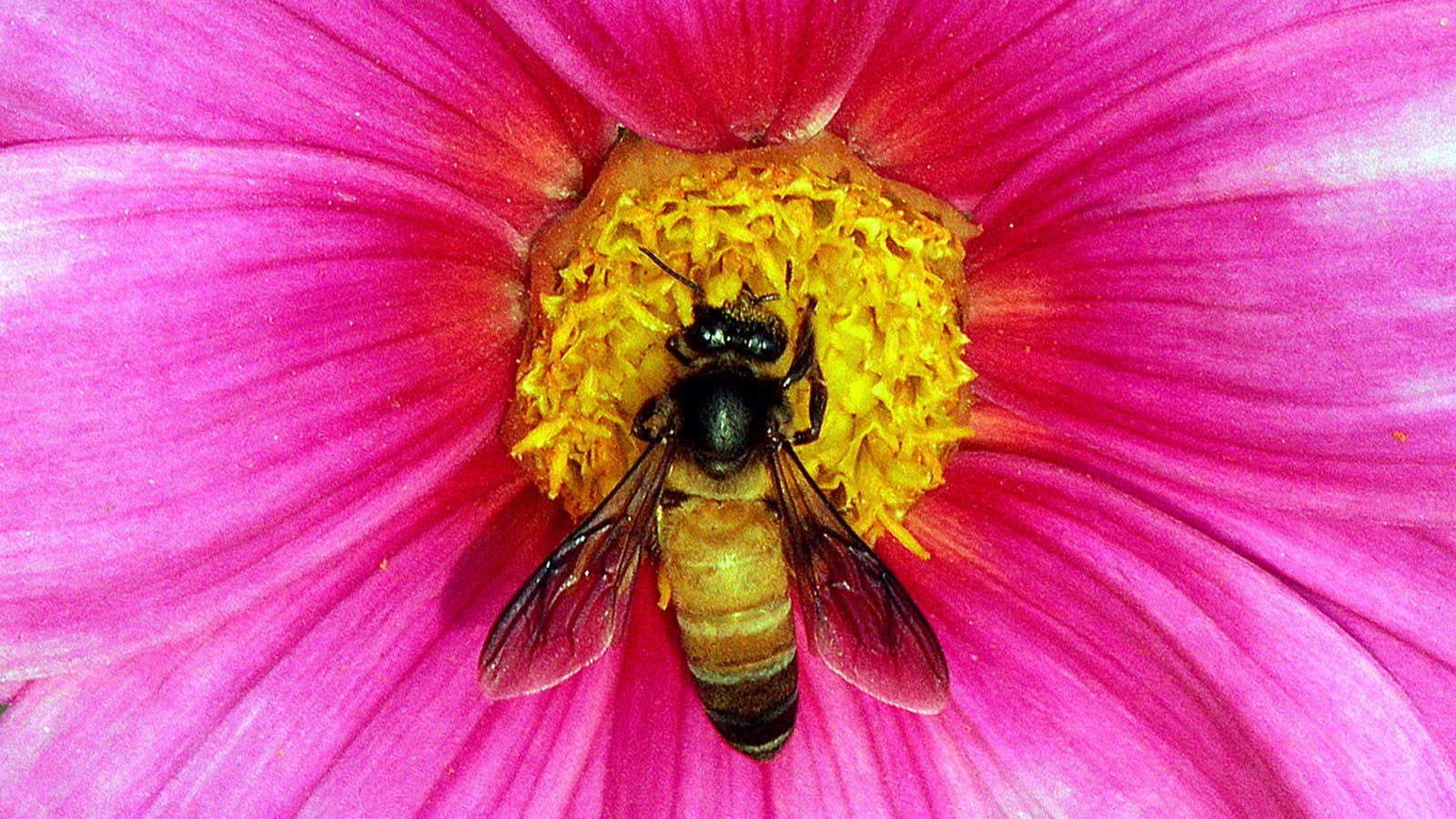 Pesticides are believed to be a key threat to bee colonies in India.