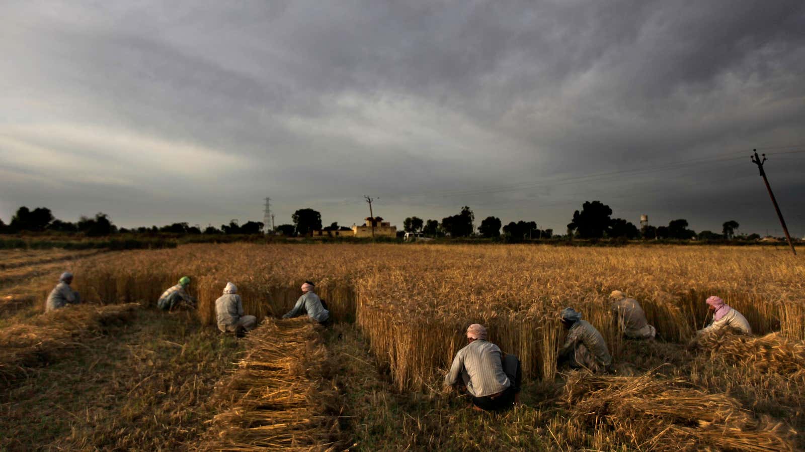 Heaps of rotting grain: the outcome of India’s inflation-boosting farm subsidies.