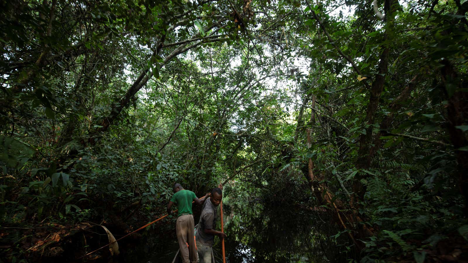 In the rainforest near Mbandaka, Democratic Republic of the Congo,