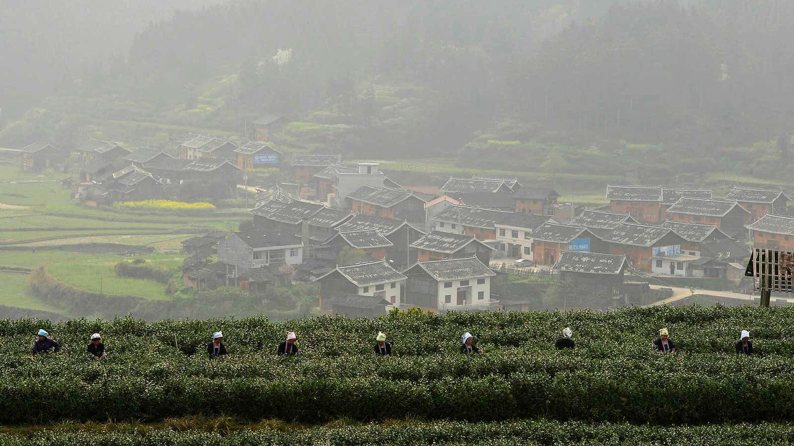 Guizhou province, southwest China.