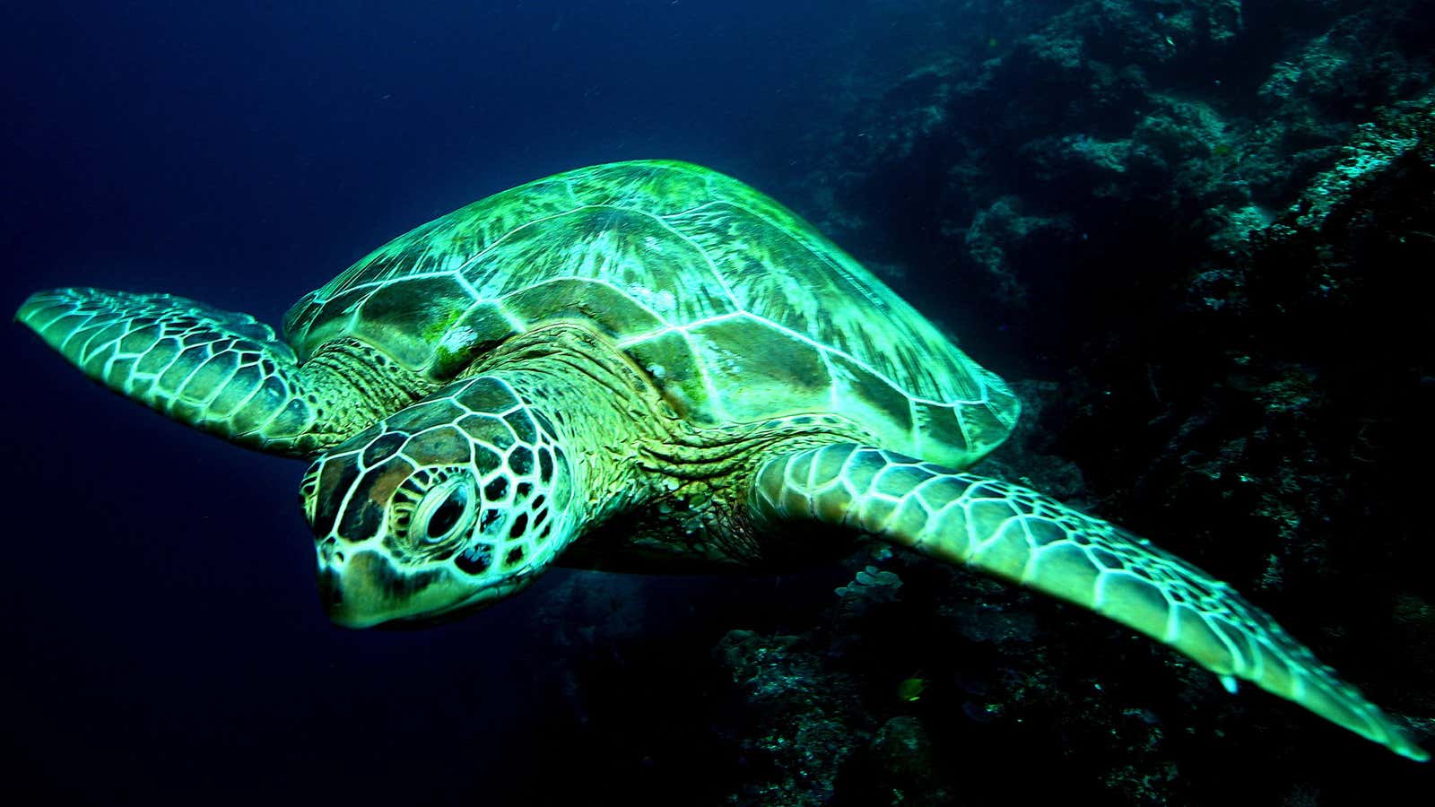 Climate change is feminizing Australia’s green sea turtles.