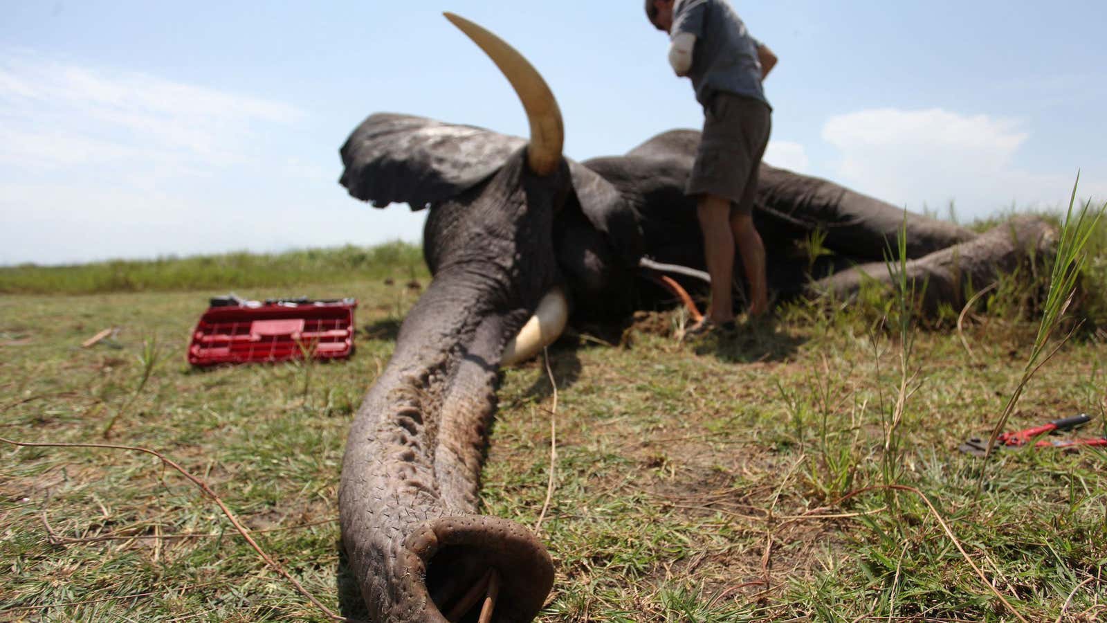 Poaching and trafficking in South Sudan has seen an uptick.