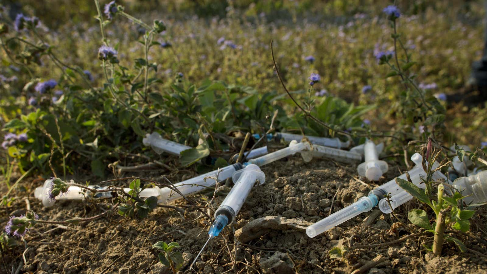 In this photo taken on Feb 11, 2013, freshly dumped hypodermic syringes and a needle litter an abandoned cemetery in Myitkyina, the provincial capital of…
